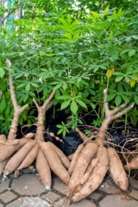 Cassava root